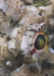 Long spined scorpion fish eye. North Wales. D200, 105mm. by Derek Haslam 